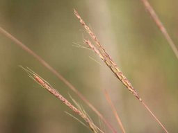 Grass species 10