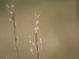 Grass species 11