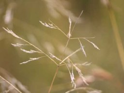 Grass species 12