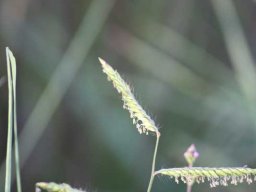 Grass species 13