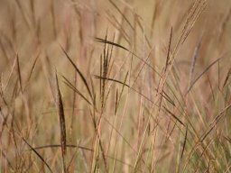 Grass species 14