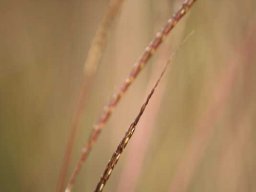 Grass species 16