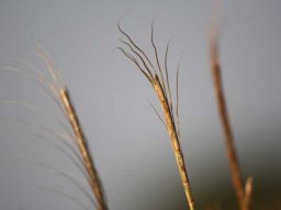 Grass species 17