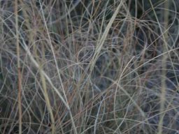 Grass species 19