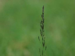 Grass species 22
