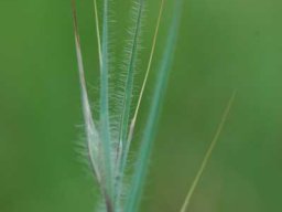 Grass species  24