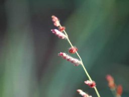 Grass species 26