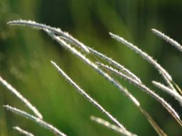 Grass species 27