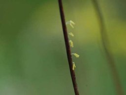 Grass species 31