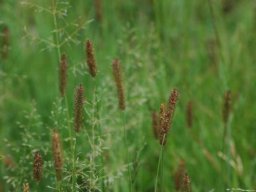 Grass species 32