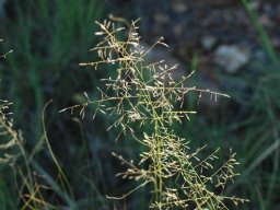 Grass species 33