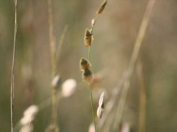Eragrostis superba in Egoli Granite Grassland