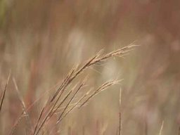Grass species 6