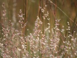 Grass species 7