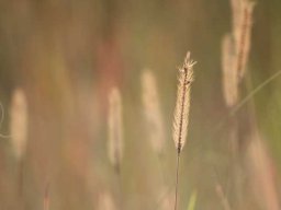 Grass species 9