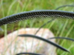 Harpochloa falx or eyelash grass