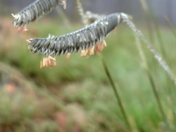 Harpochloa falx