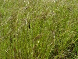 Heteropogon contortus forming tangles