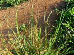 Heteropogon contortus
