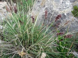 Melinis nerviglumis