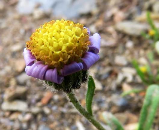 Amellus tridactylus subsp. olivaceus withering flowerhead
