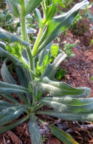 Amsinckia menziesii leaves