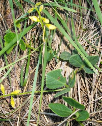 Argyrolobium speciosum
