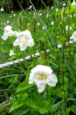 Asystasia gangetica subsp. micrantha or A. intrusa