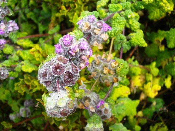 Ballota africana flowers