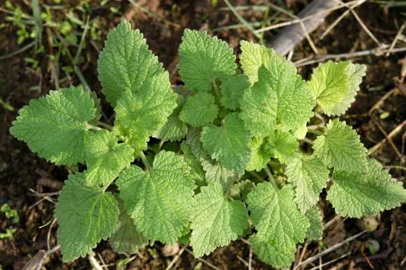 Ballota africana leaves