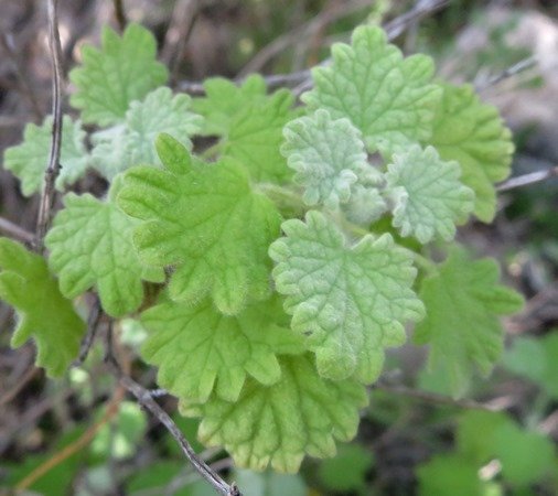 Ballota africana leaves