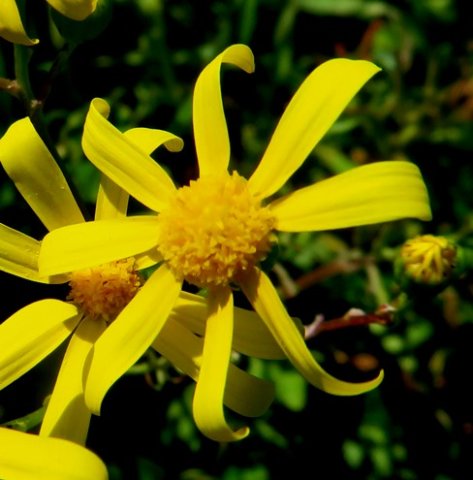 Bertilia hantamensis flowerhead