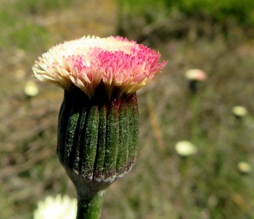 Bolandia pinnatifida in two minds about colouring