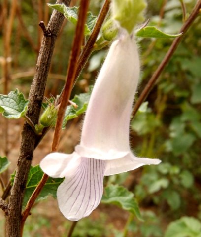 Ceratotheca triloba flower