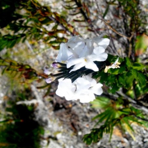 Chascanum cernuum