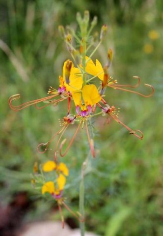 Cleome angustifolia subsp. petersiana flowers