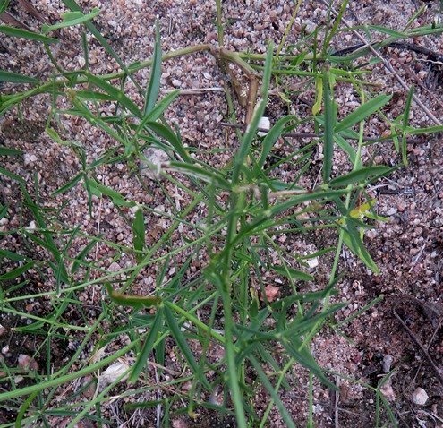 Cleome macrophylla leaves