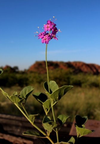 Commicarpus pentandrus