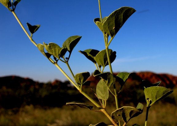 Commicarpus pentandrus leaves