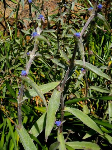 Cyanotis speciosa leaves