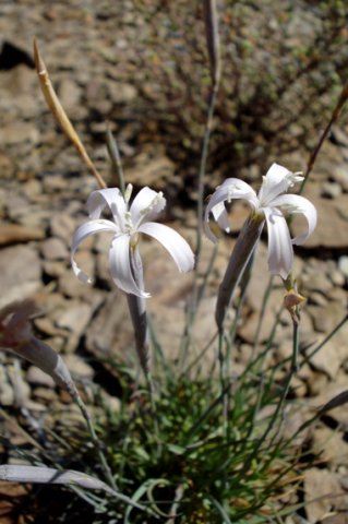 Dianthus bolusii