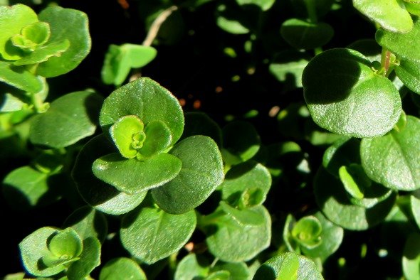 Dyschoriste setigera leaves