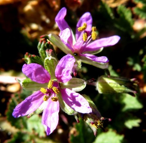Erodium cicutarium flowers