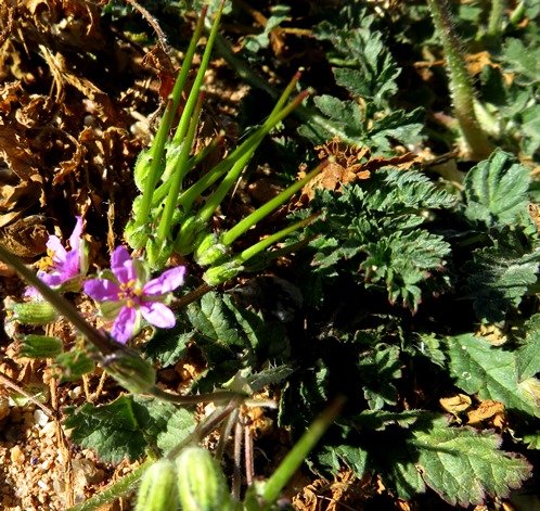 Erodium cicutarium