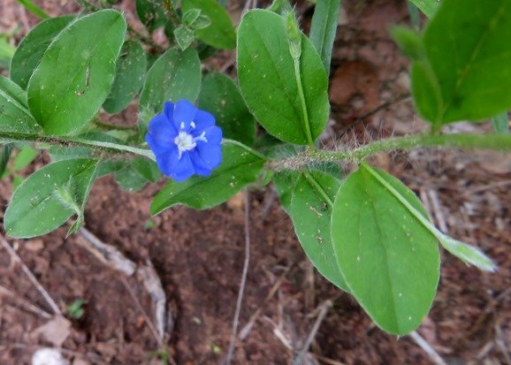 Evolvulus alsinoides