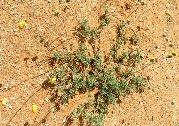 Foveolina dichotoma