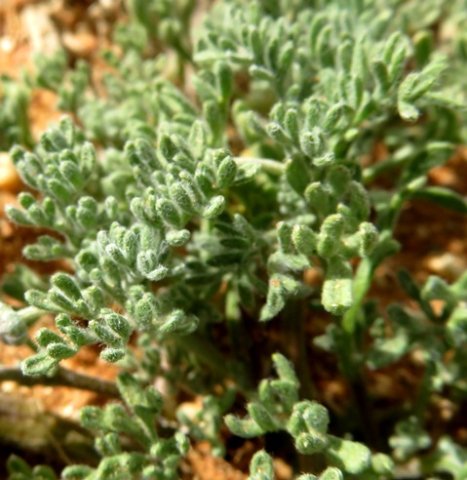 Foveolina dichotoma leaves