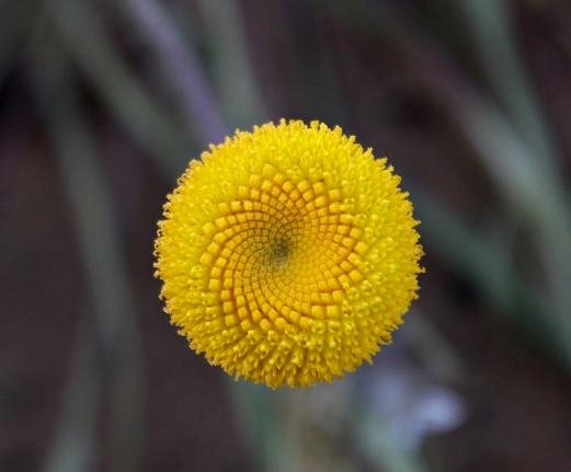 Foveolina dichotoma florets arranged in curves