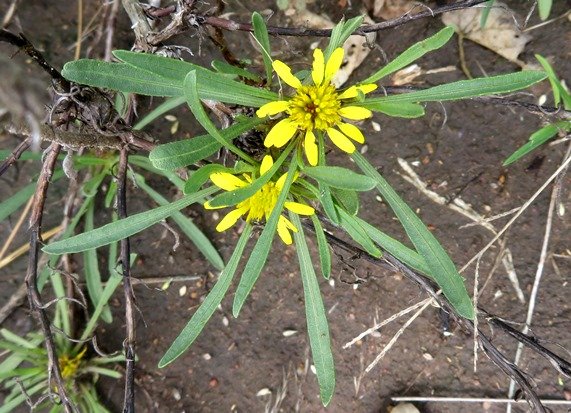 Geigeria ornativa subsp. ornativa