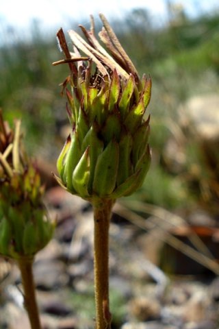 Gerbera linnaei involucre